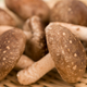 Illustration for article titled More Mushroom Than You Can Handle: You Simply Don’t Have The Endurance To Make It Through This List Of 8 Mushrooms